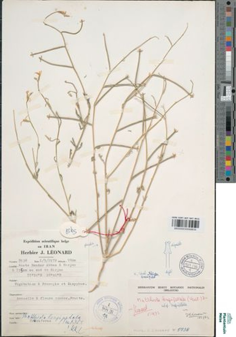 Matthiola longipetala subsp. longipetala photo 3