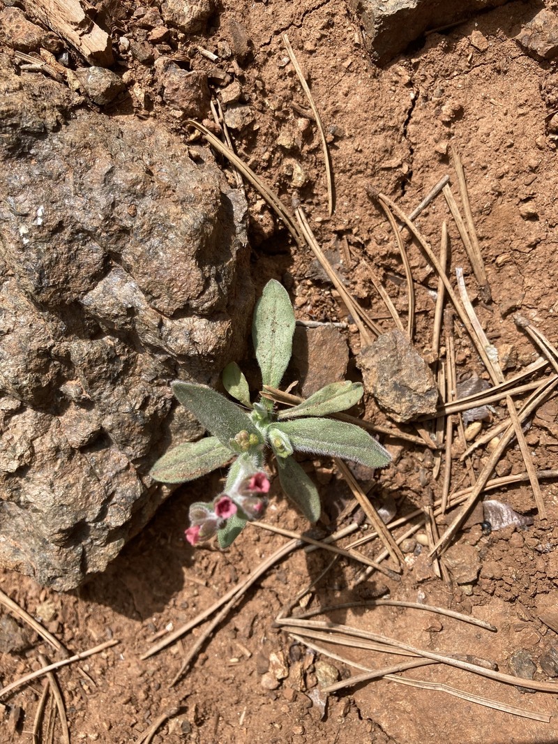 Mattiastrum lithospermifolium subsp. cariense