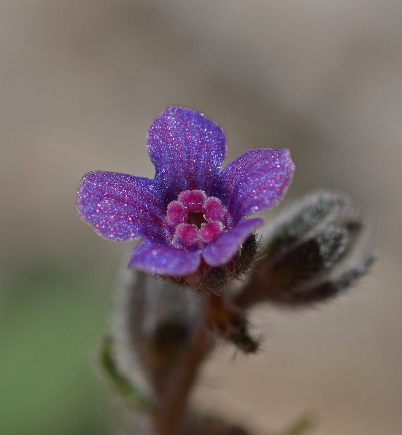 Mattiastrum lithospermifolium subsp. cariense photo 2