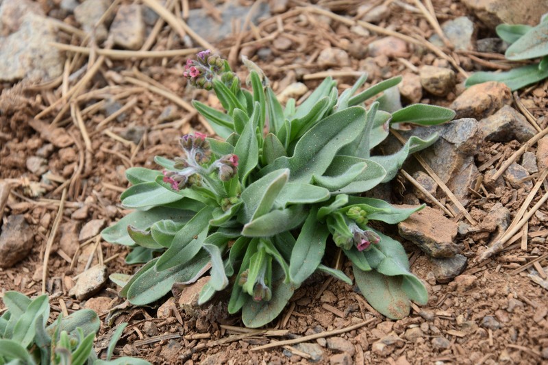 Mattiastrum lithospermifolium subsp. cariense photo 3