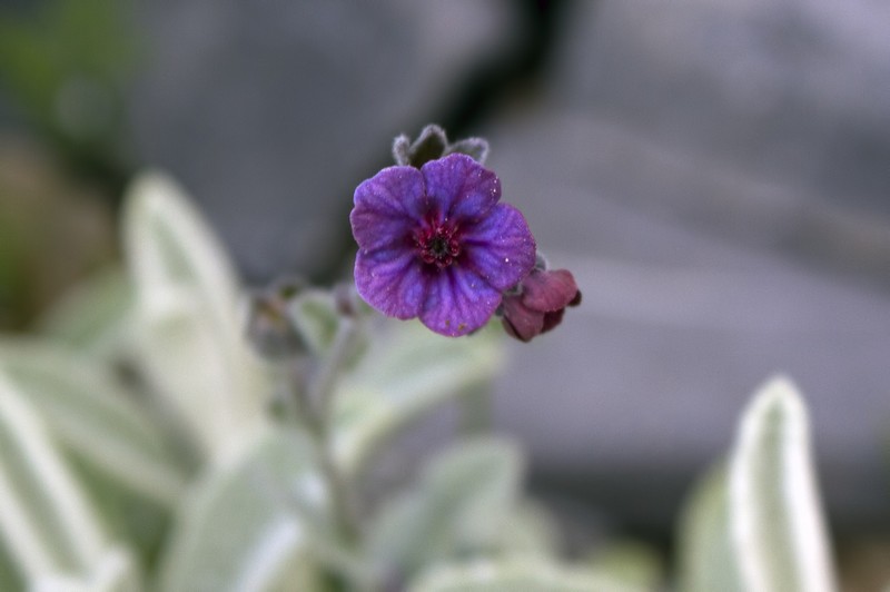 Mattiastrum shepardii