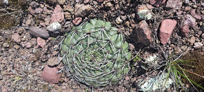Matucana charlesiorum