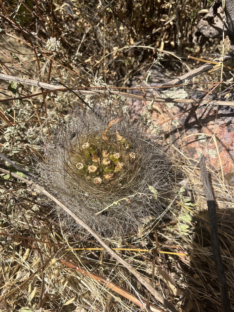 Matucana haynii subsp. haynii