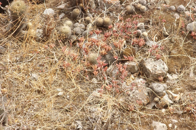 Matucana haynii subsp. haynii photo 2