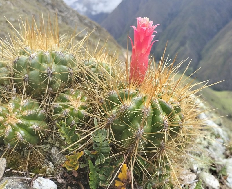 Matucana ostolazae
