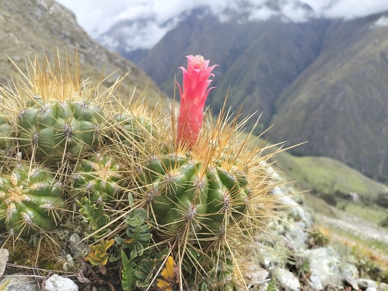 Matucana ostolazae photo 2