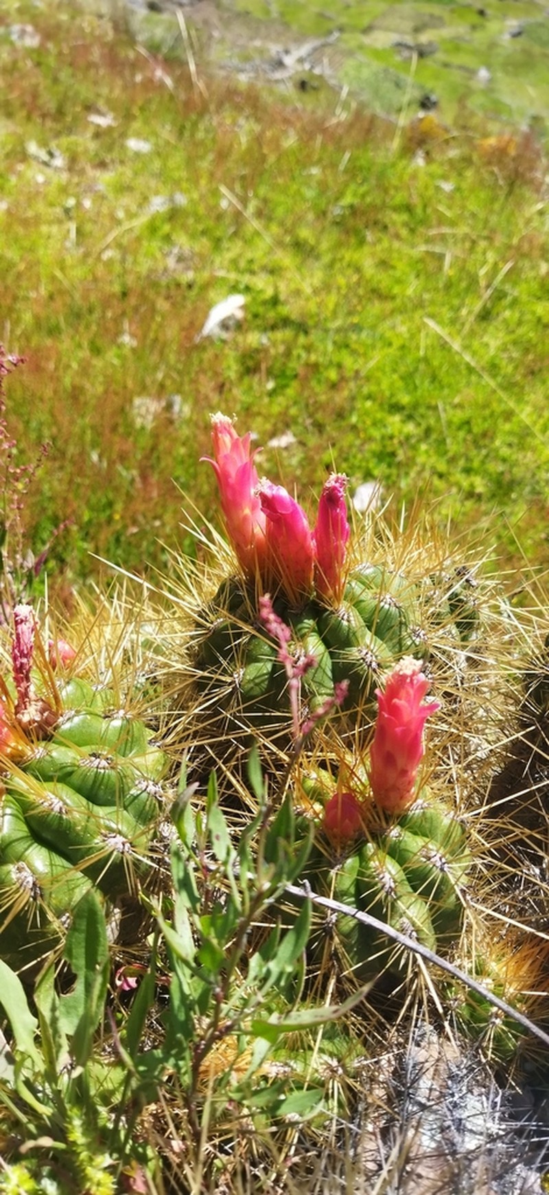 Matucana ostolazae photo 3