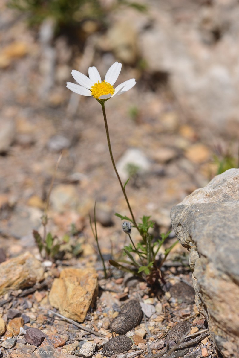 Mauranthemum decipiens