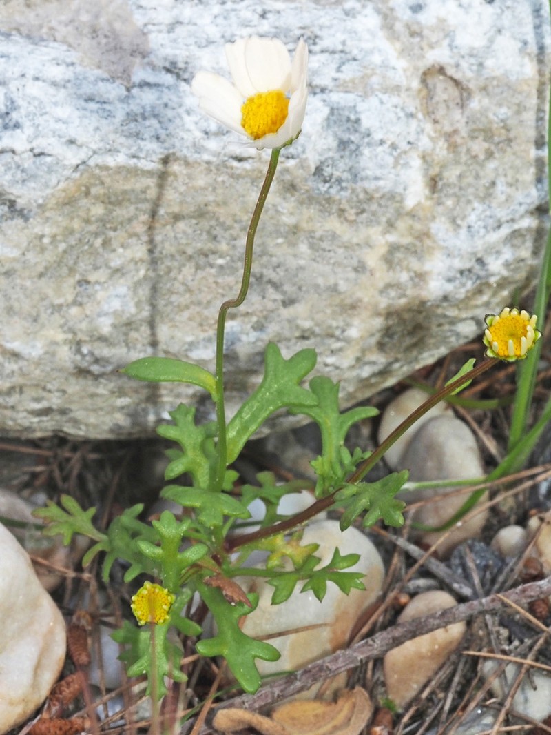 Mauranthemum decipiens photo 3