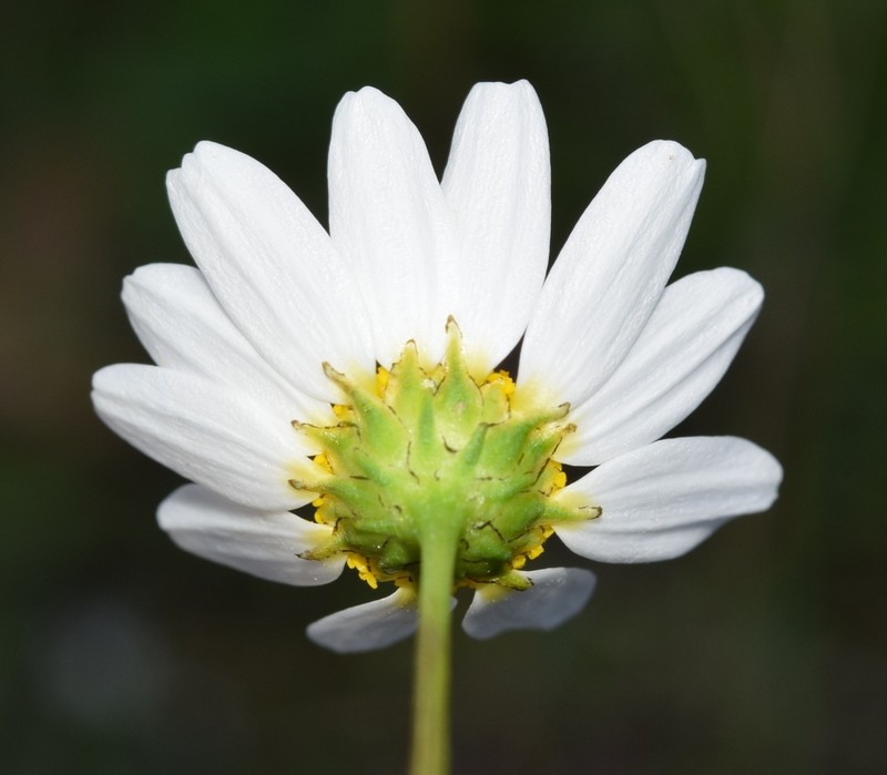 Mauranthemum decipiens photo 4