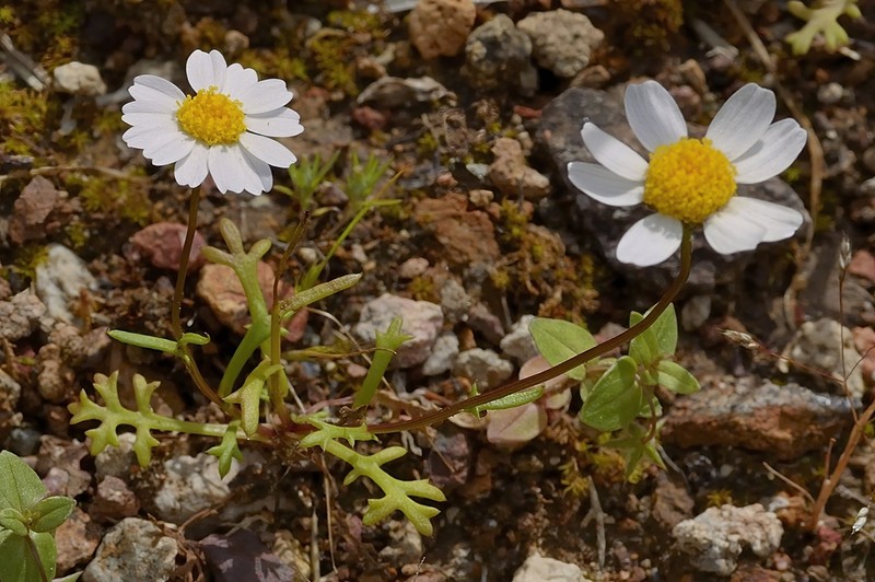 Mauranthemum decipiens photo 5