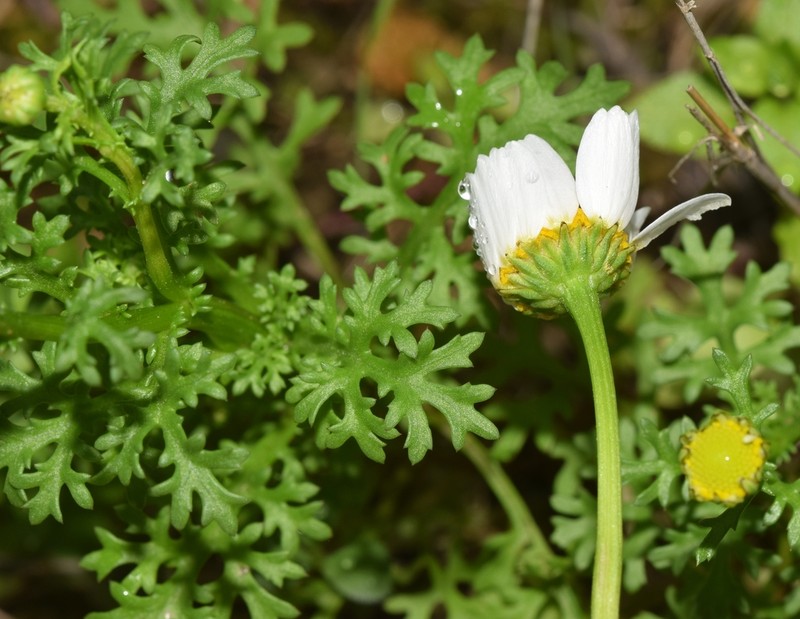Mauranthemum decipiens photo 6