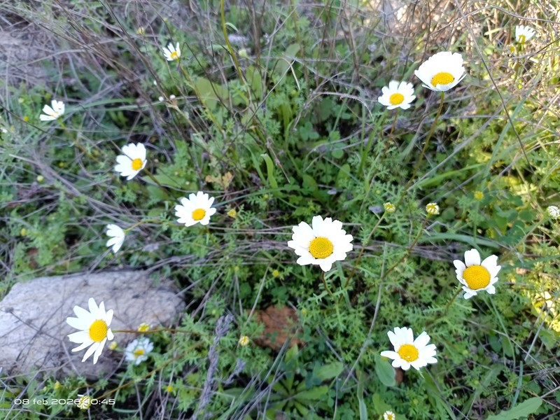 Mauranthemum decipiens photo 7