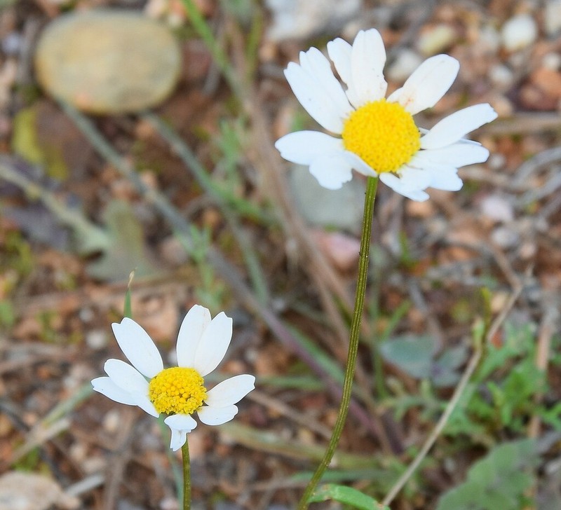 Mauranthemum decipiens photo 8