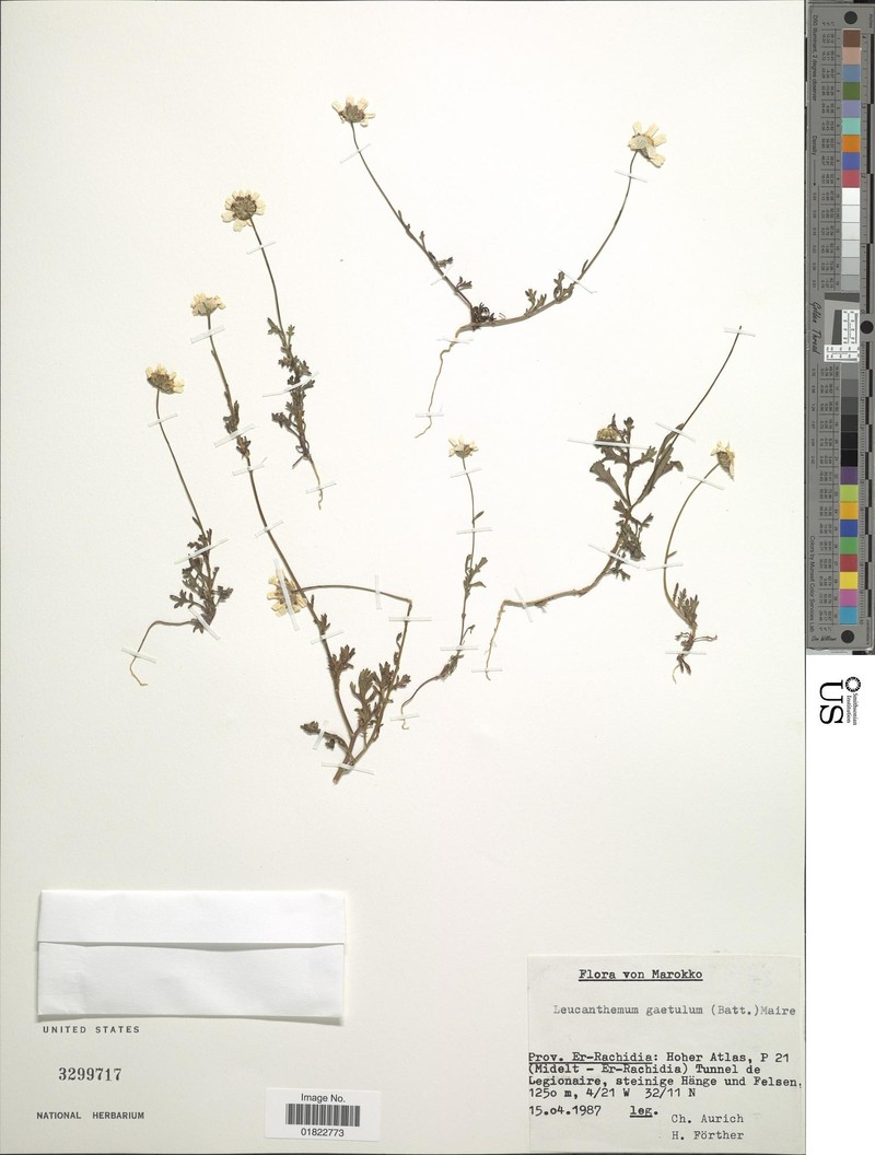 Mauranthemum gaetulum photo 3