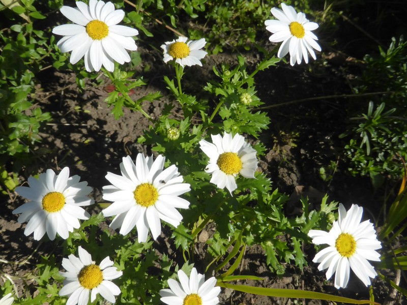 Mauranthemum paludosum