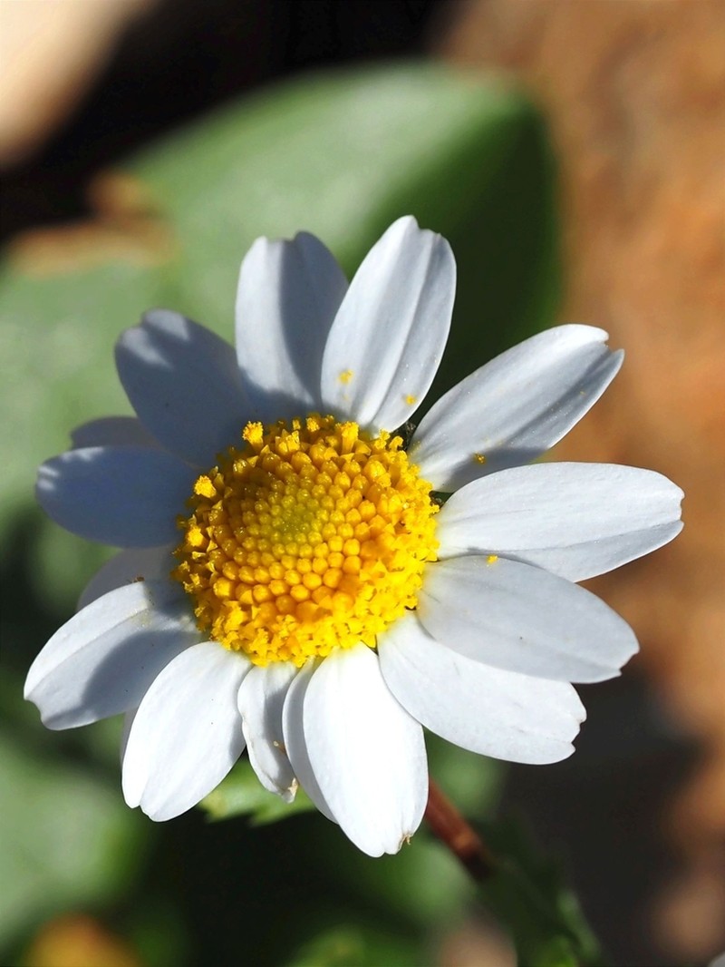 Mauranthemum paludosum photo 3