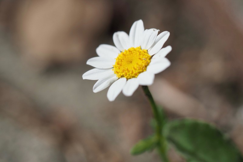 Mauranthemum paludosum photo 5