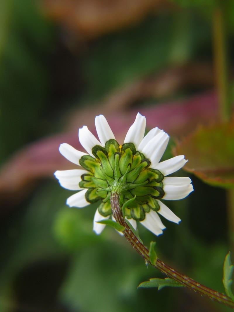 Mauranthemum paludosum photo 6