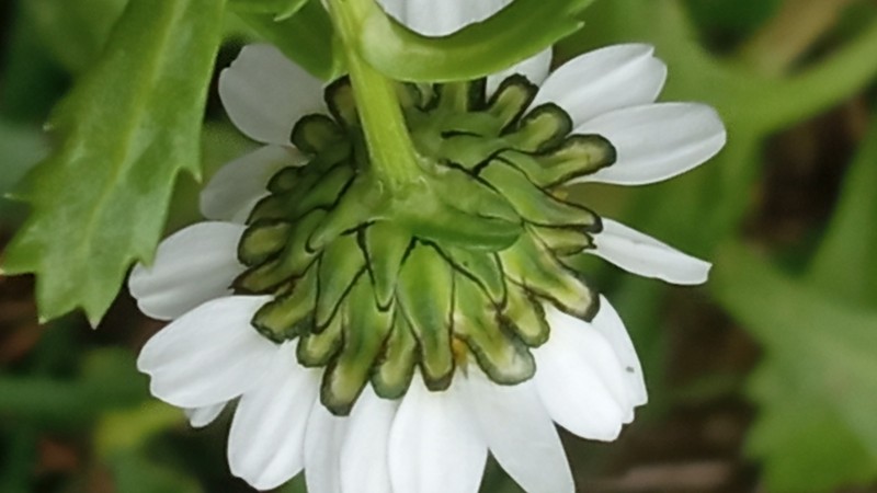 Mauranthemum paludosum photo 7