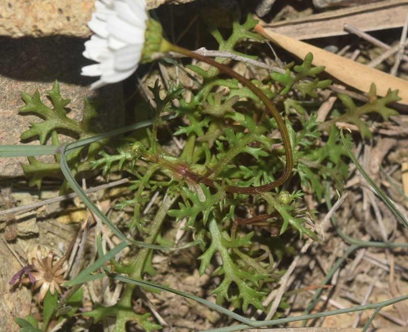 Mauranthemum paludosum photo 8