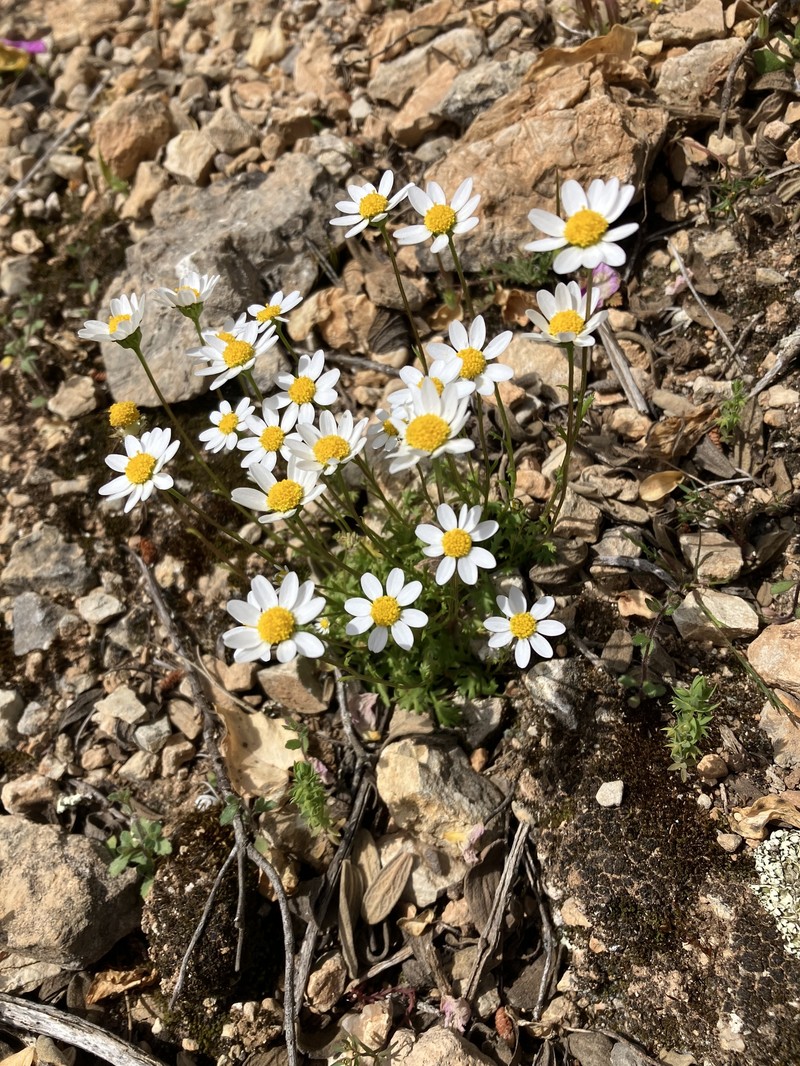 Mauranthemum paludosum subsp. ebusitanum