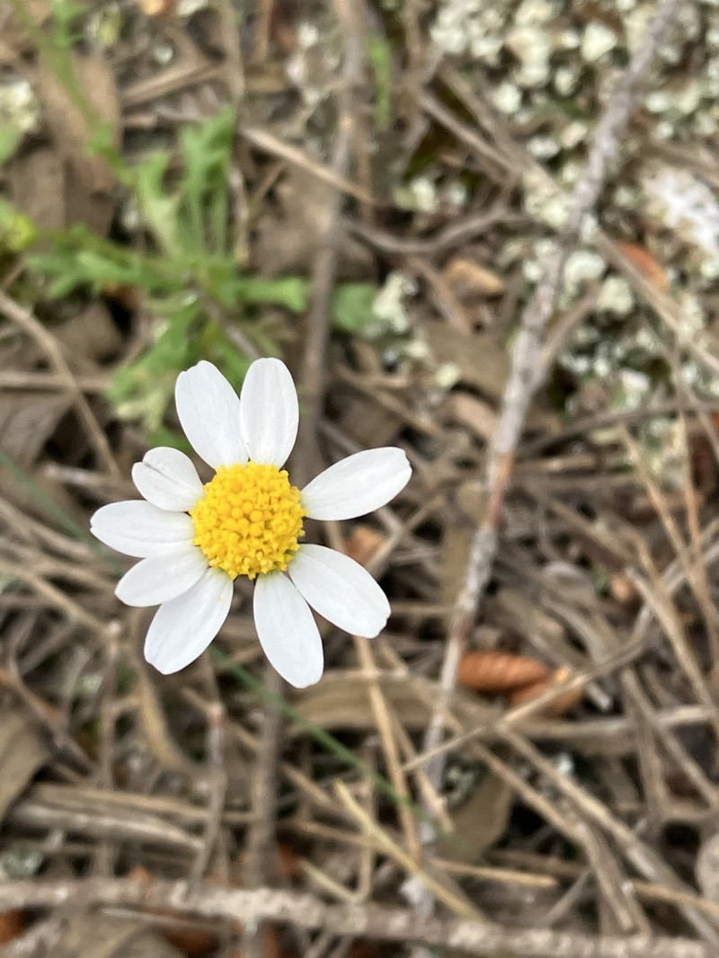 Mauranthemum paludosum subsp. ebusitanum photo 2