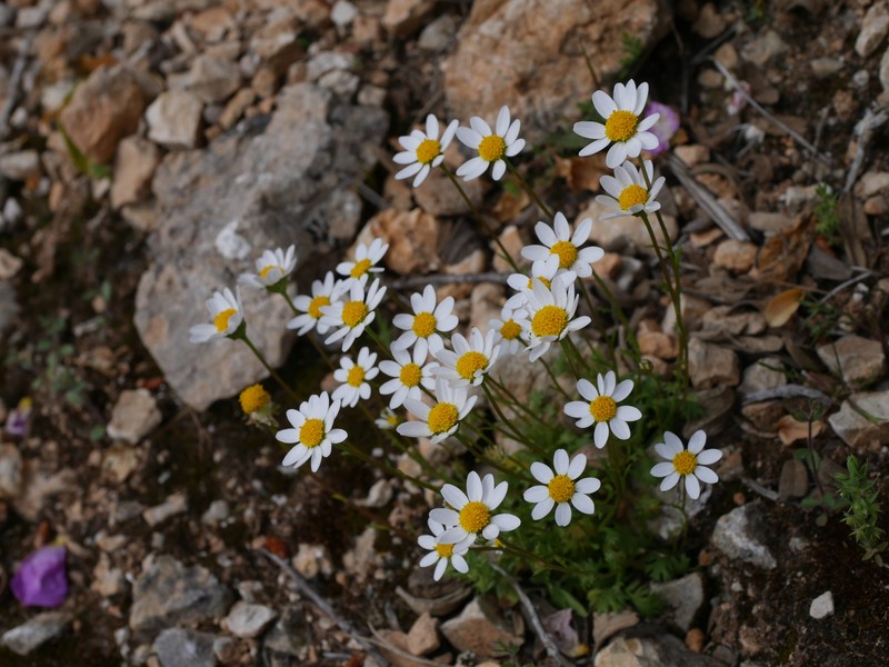 Mauranthemum paludosum subsp. ebusitanum photo 3