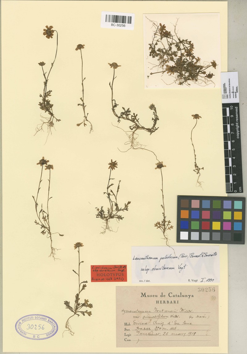 Mauranthemum paludosum subsp. ebusitanum photo 4