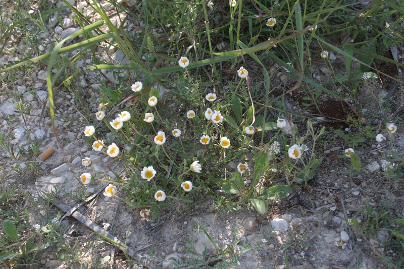 Mauranthemum paludosum subsp. paludosum