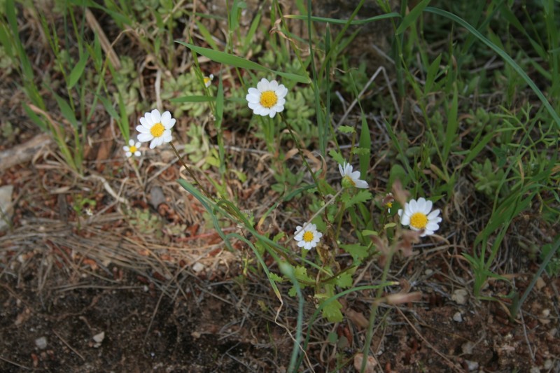 Mauranthemum paludosum subsp. paludosum photo 2