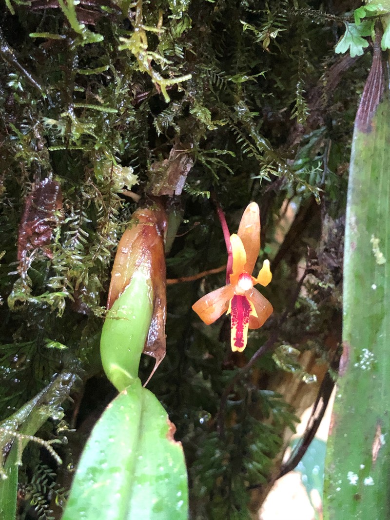 Rufous Tiger Orchid