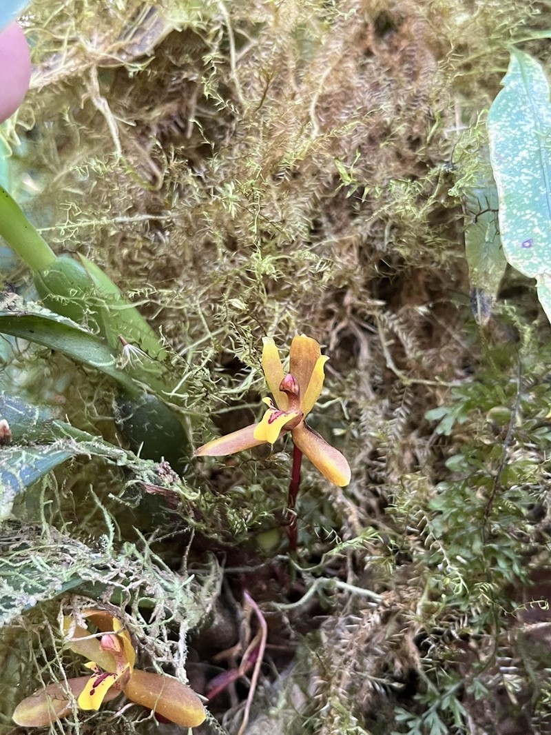 Rufous Tiger Orchid photo 2