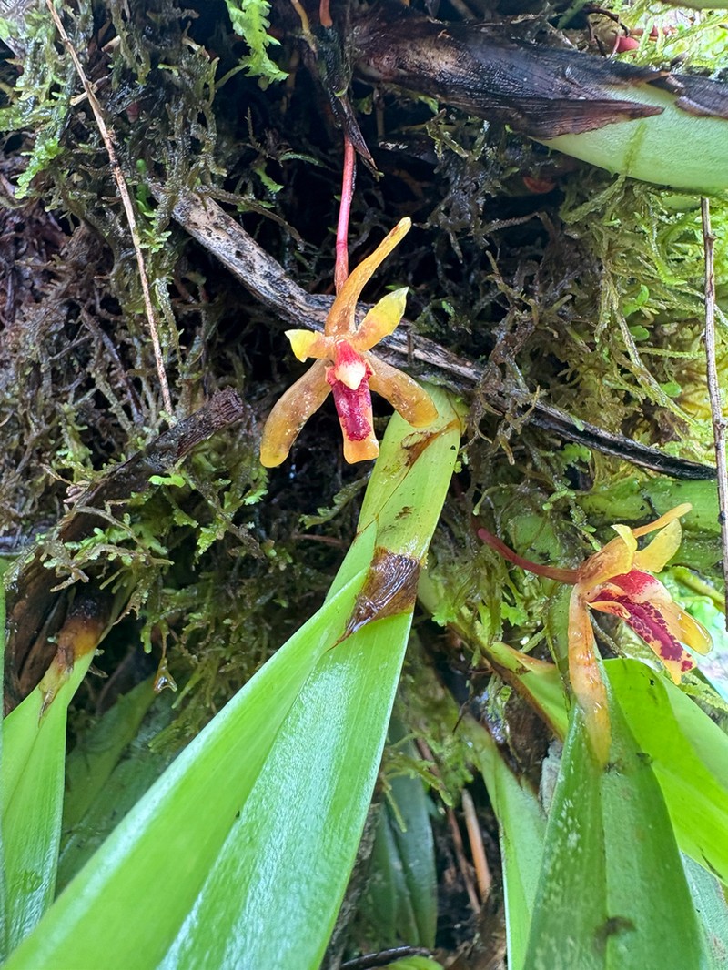 Rufous Tiger Orchid photo 3