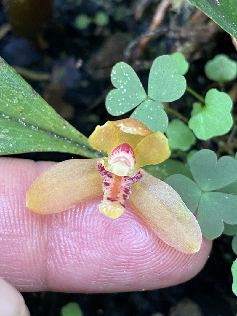 Rufous Tiger Orchid photo 4