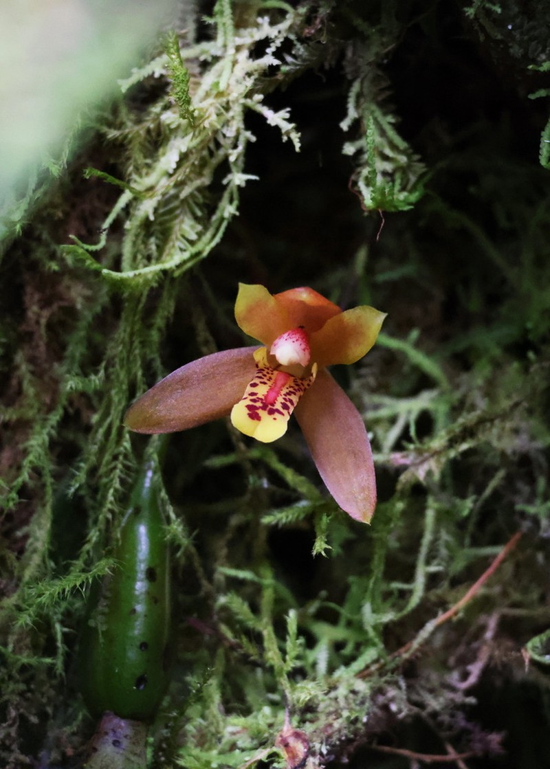 Rufous Tiger Orchid photo 5