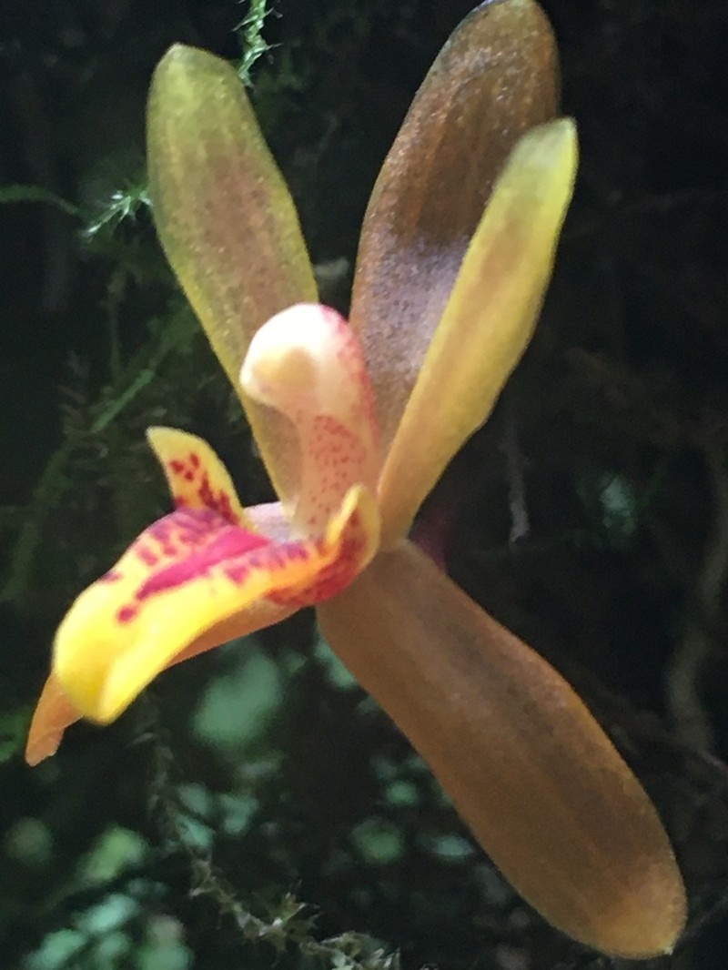 Rufous Tiger Orchid photo 6
