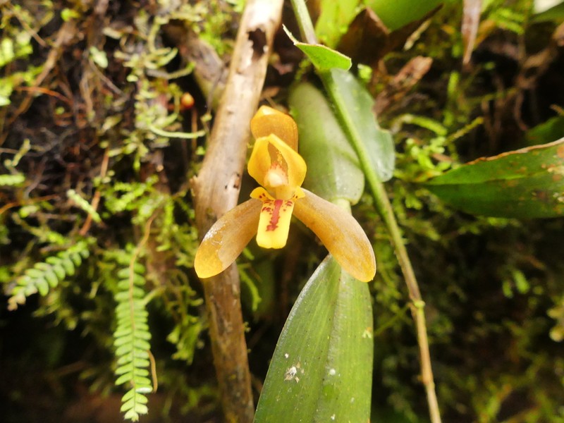 Rufous Tiger Orchid photo 7