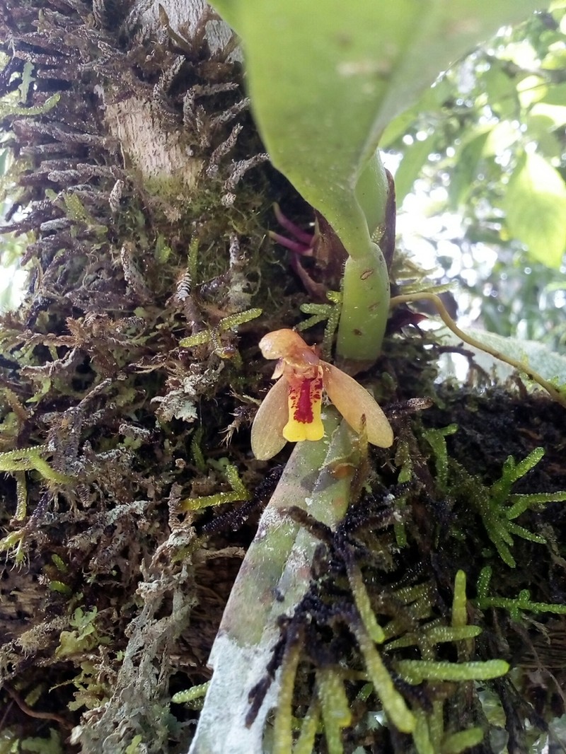 Rufous Tiger Orchid photo 8