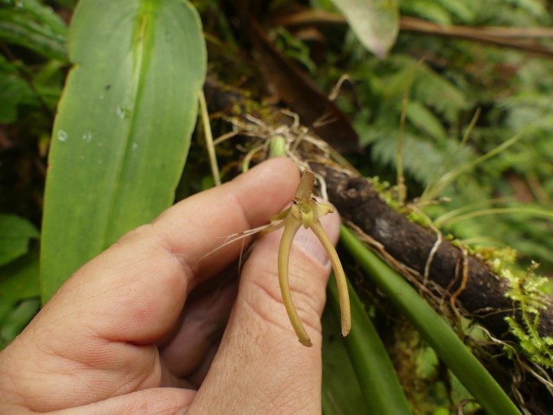 Maxillaria amplifoliata