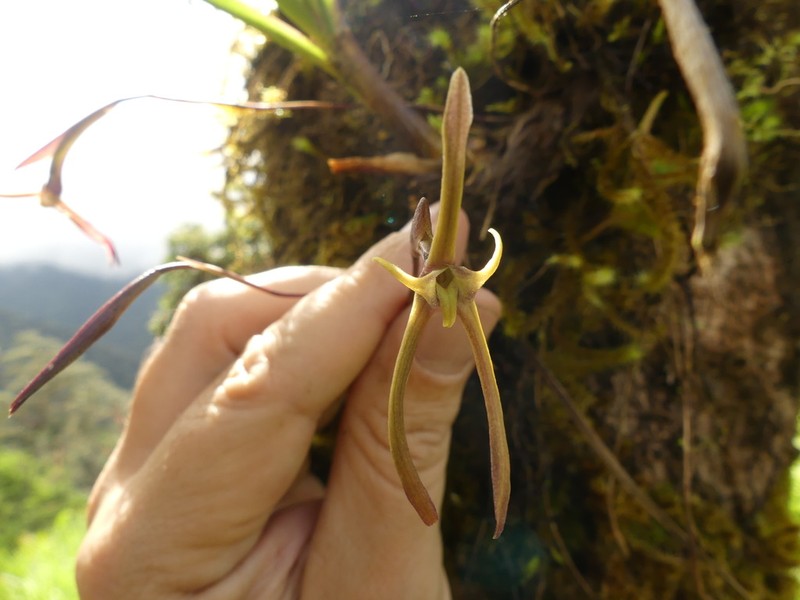 Maxillaria amplifoliata photo 2