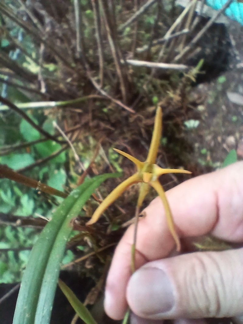 Maxillaria amplifoliata photo 3