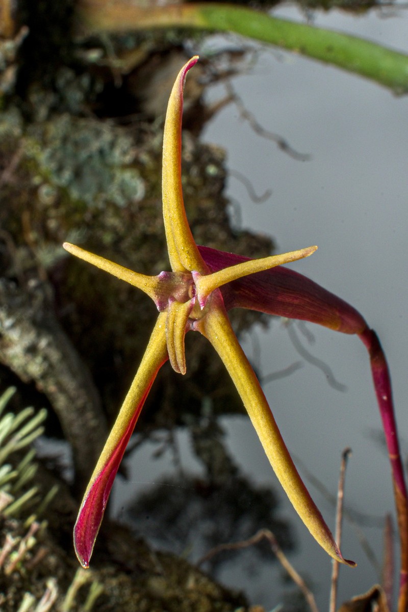 Maxillaria amplifoliata photo 4