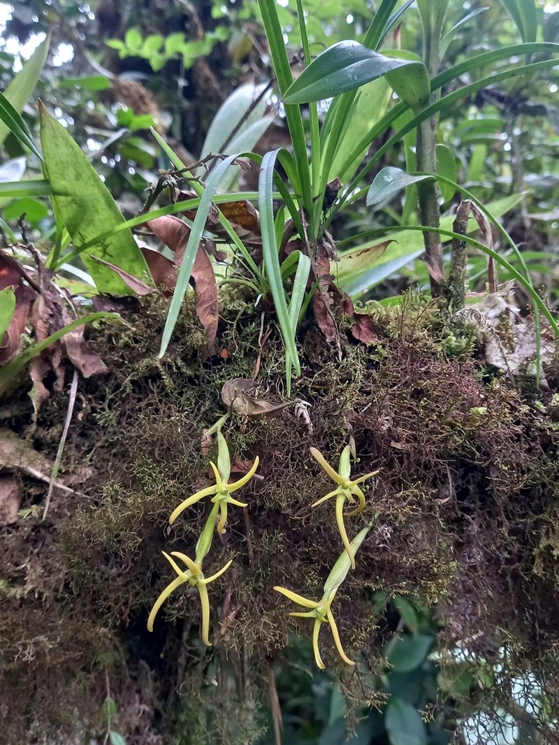 Maxillaria amplifoliata photo 5