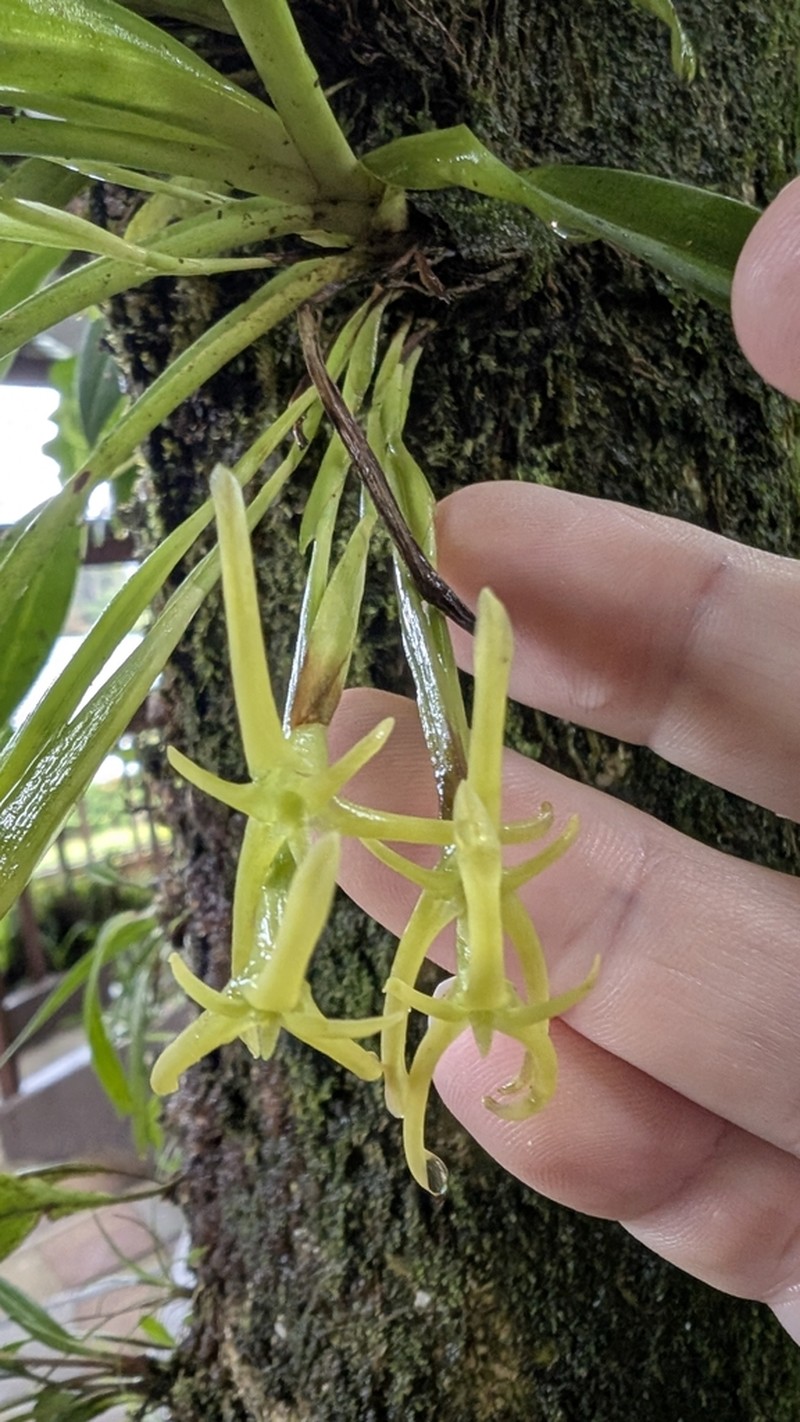 Maxillaria amplifoliata photo 6