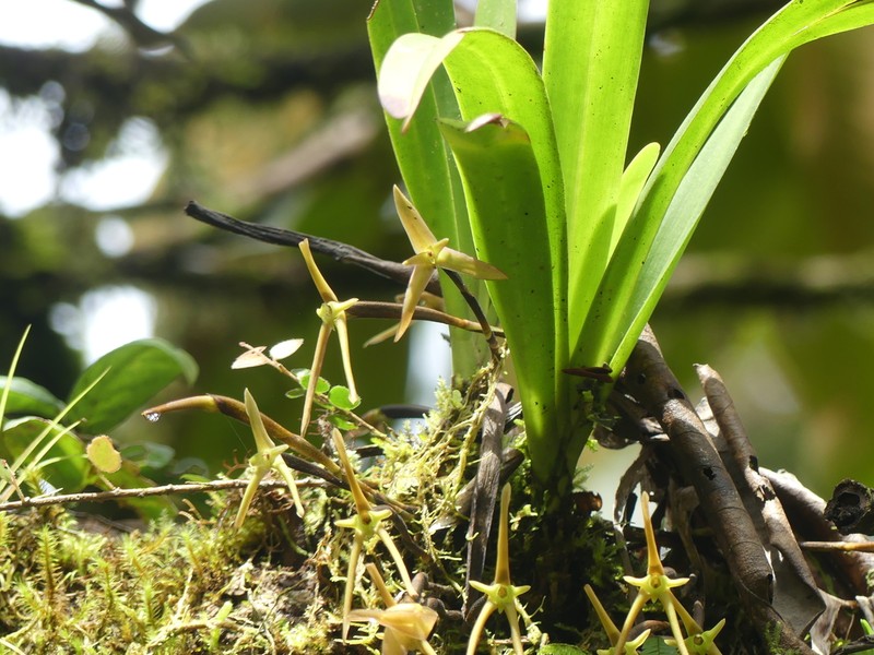 Maxillaria amplifoliata photo 7