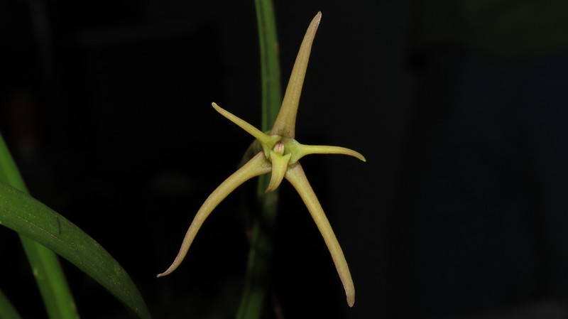 Maxillaria amplifoliata photo 8