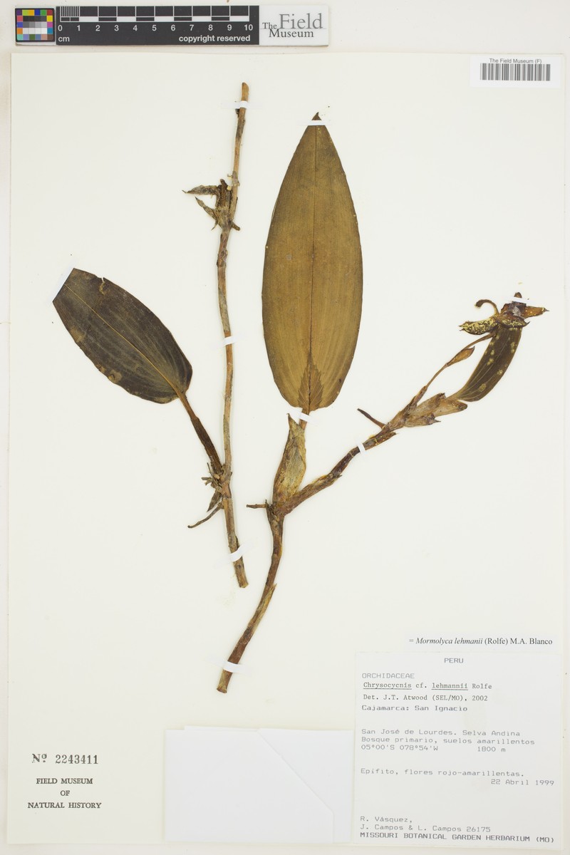 Maxillaria anceschiana