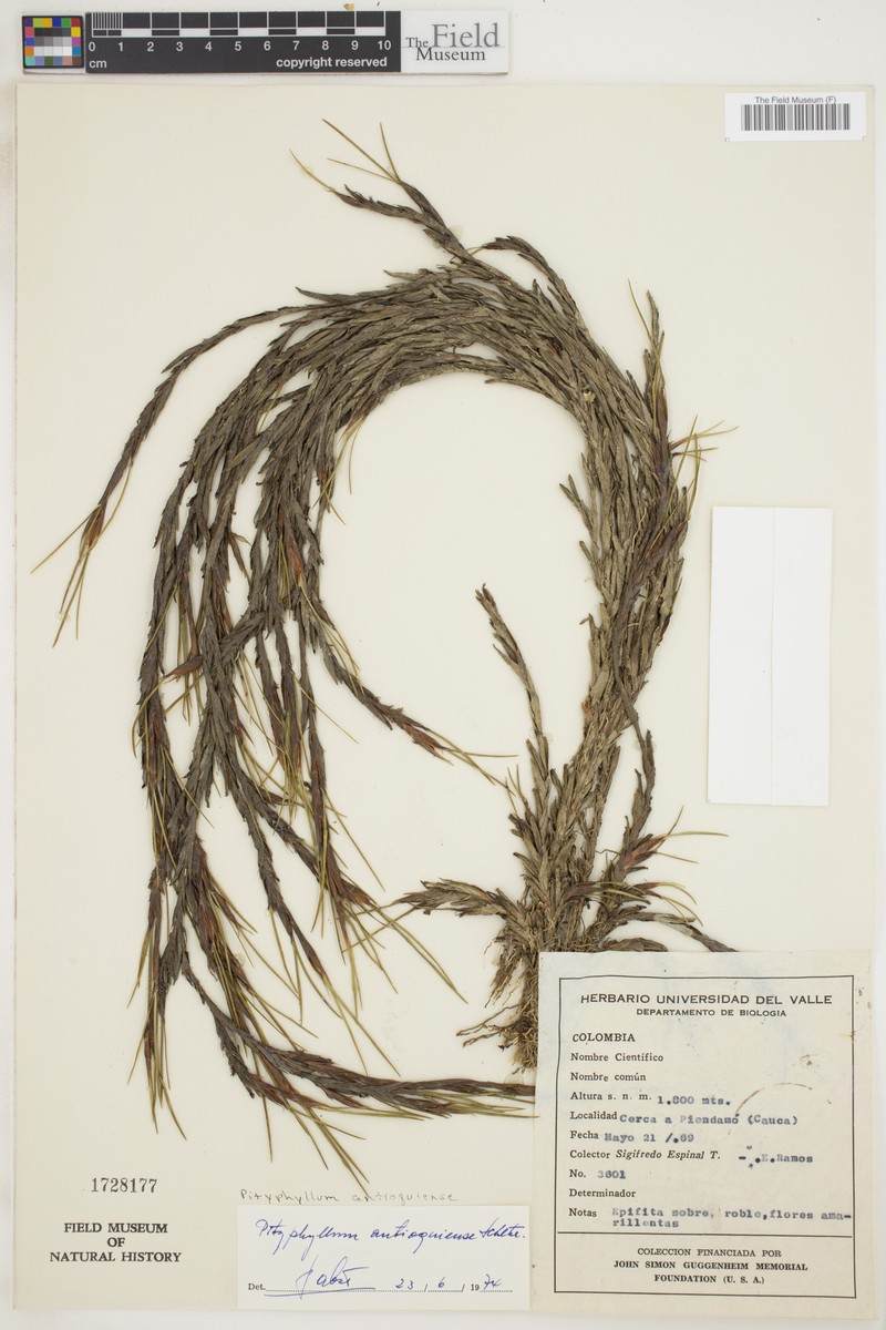 Maxillaria antioquiensis