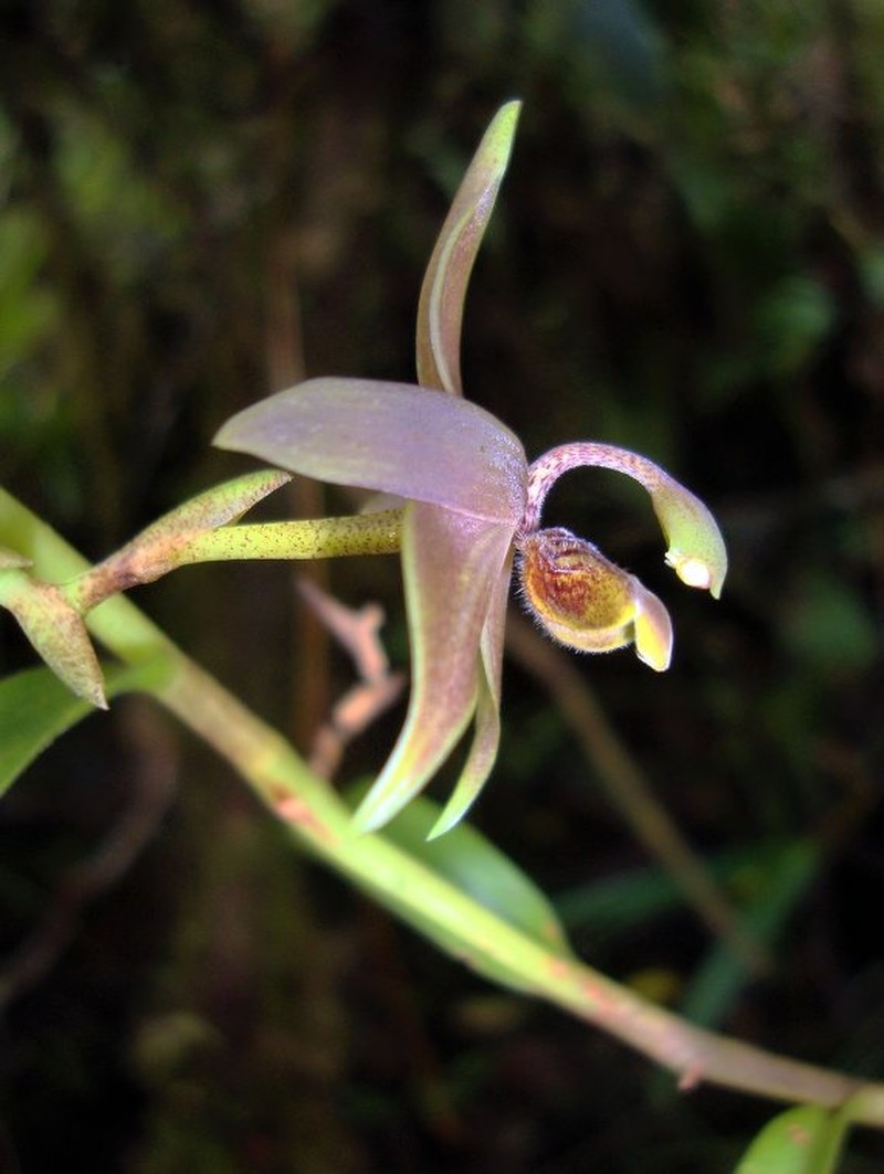 Maxillaria avis photo 3